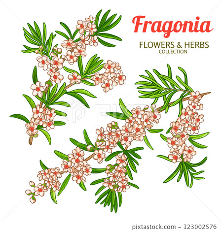 Fragonia Branch with Flowers Outline Illustration 123002576
