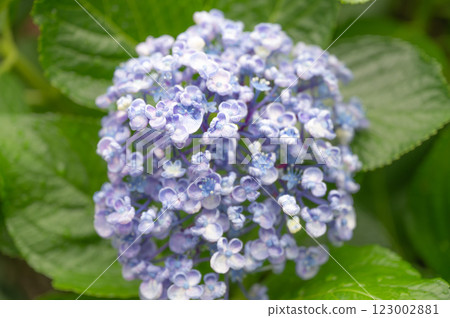 綠色背景的繡球花 綠色背景的繡球花 123002881