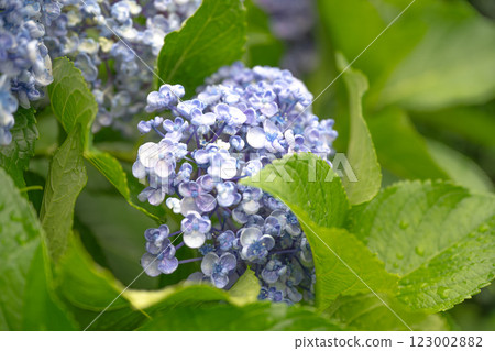 綠色背景的繡球花 綠色背景的繡球花 123002882