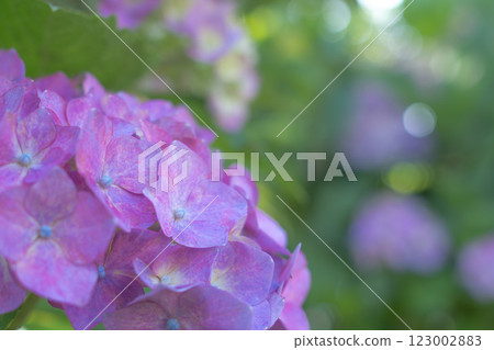 綠色背景的繡球花 綠色背景的繡球花 123002883