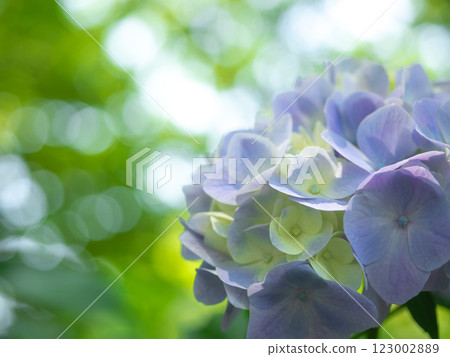 綠色背景的繡球花 123002889