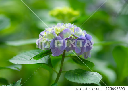 綠色背景的繡球花 123002893