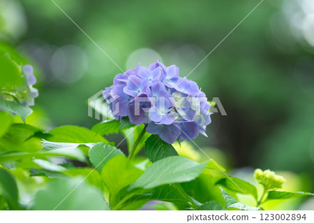 Hydrangea on green background Hydrangea on green background 123002894