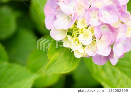 綠色背景的繡球花 123002899