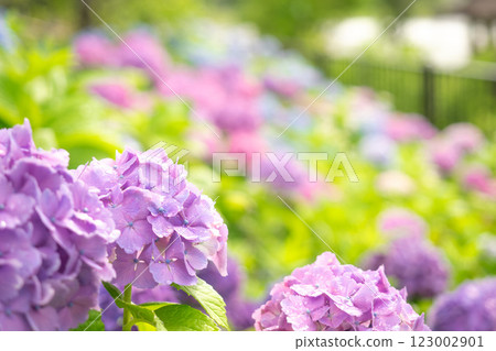 綠色背景的繡球花 123002901