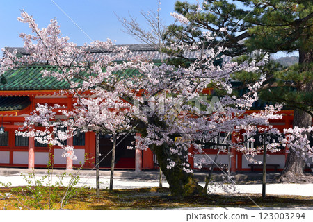 Cherry blossoms in Kyoto Heian Shrine 123003294