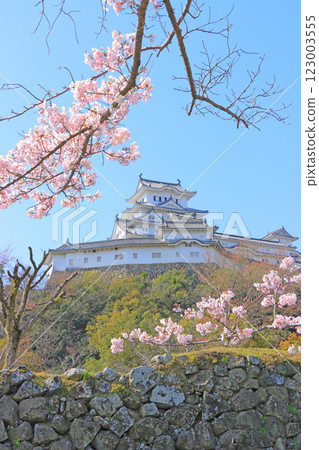Scenery of cherry blossoms in full bloom and Himeji Castle, Himeji City, Hyogo Prefecture Scenery of cherry blossoms in full bloom and Himeji Castle, Himeji City, Hyogo Prefecture 123003555