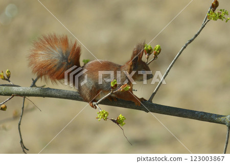 Squirrel sitting on a tree branch and eating young shoots of leaves Squirrel sitting on a tree branch and eating young shoots of leaves 123003867