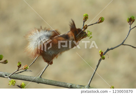 Squirrel sitting on a tree branch and eating young shoots of leaves 123003870