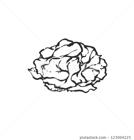 裙帶菜的手繪插圖 裙帶菜的手繪插圖 123004225