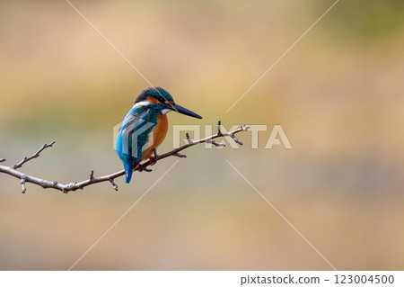 翠鳥 翠鳥 123004500