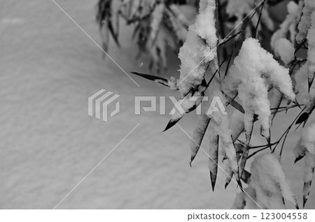 Snow-covered bamboo (monochrome image) 123004558