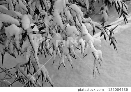 覆雪的竹林(黑白影像) 覆雪的竹林(黑白影像) 123004586