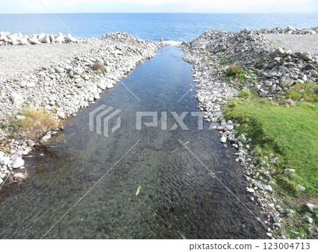 羅臼町 佐知川 鮭魚洄遊 羅臼町 佐知川 鮭魚洄遊 123004713