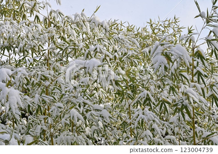 Snow-covered bamboo landscape Snow-covered bamboo landscape 123004739