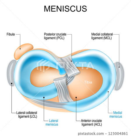Meniscus structure. Knee joint anatomy. 123004861