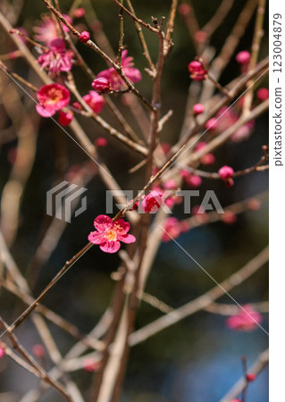 Red plum blossoms herald the arrival of spring 123004879