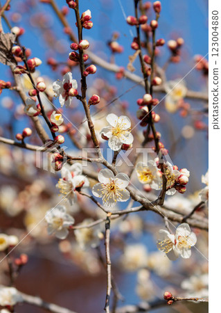 White plum blossoms against the blue sky herald the arrival of spring 123004880