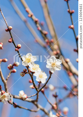 White plum blossoms against the blue sky herald the arrival of spring 123004881