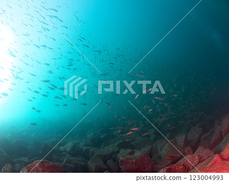 藍色的大海和魚 藍色的大海和魚 123004993