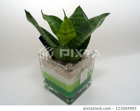 白色背景葉子植物 白色背景葉子植物 123004995