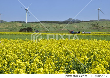 油菜田 123005557