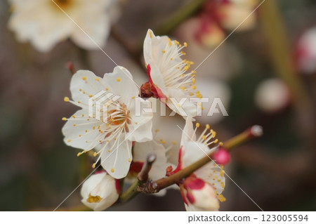Plum trees that bloom white in early spring 123005594