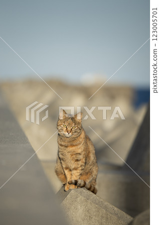 Cat standing on a breakwater 123005701