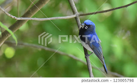 Ooruri that stops on a branch Ooruri that stops on a branch 123005798