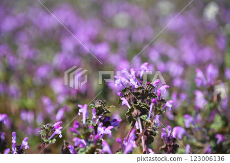 粉紅色的春天田野:Lamium amplexicaule 粉紅色的春天田野:Lamium amplexicaule 123006136