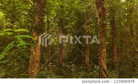 Dense Forest with Sunlight Filtering Through the Canopy 123006976
