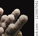 Detailed Close-Up View of Beautiful Quartz Amethyst Crystal Specimen on Dark Background 123007042