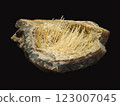Detailed Close-Up View of Beautiful Quartz Chalcedony Geode with Intricate Needle-Like Crystals on Dark Background 123007045