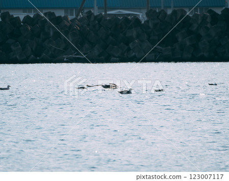 遠處有一隻黑尾鷗 123007117