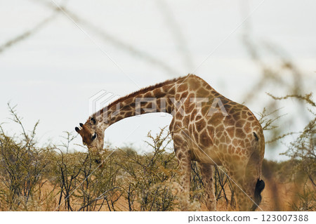 Giraffe is outdoors in the wildlife in the Africa 123007388