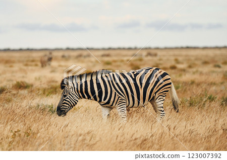Side view. Zebra in the wildlife at daytime 123007392