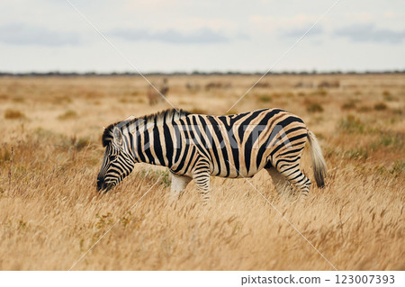 Side view. Zebra in the wildlife at daytime 123007393