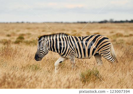 Side view. Zebra in the wildlife at daytime Side view. Zebra in the wildlife at daytime 123007394