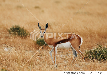 Side view. Anthelope is in the wildlife outdoors in Africa 123007396