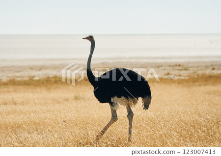 Ostrich standing outdoors in Africa's savanna 123007413