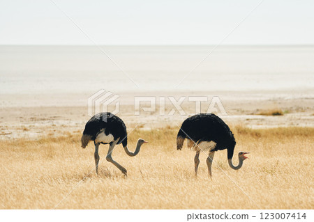 Ostriches standing outdoors in Africa's savanna 123007414