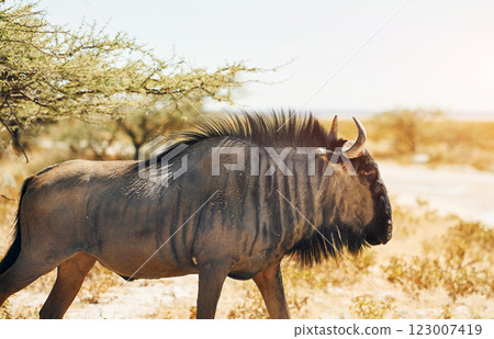 Buffalo is in the wildlife at daytime Buffalo is in the wildlife at daytime 123007419