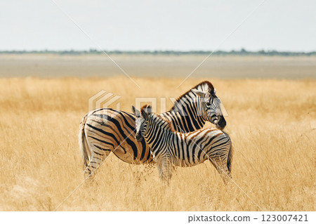 Mammals is in the field. Zebras in the wildlife at daytime Mammals is in the field. Zebras in the wildlife at daytime 123007421