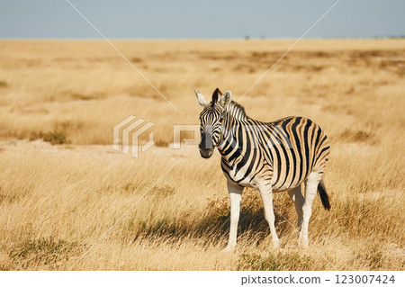 Side view. Zebra in the wildlife at daytime Side view. Zebra in the wildlife at daytime 123007424