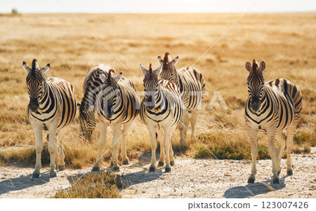 Mammals is in the field. Zebras in the wildlife at daytime 123007426
