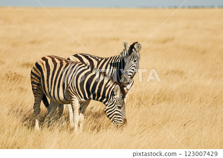 Beautiful animals. Zebras in the wildlife at daytime Beautiful animals. Zebras in the wildlife at daytime 123007429