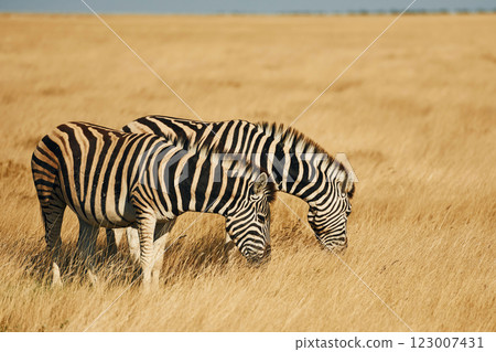 Beautiful animals. Zebras in the wildlife at daytime 123007431