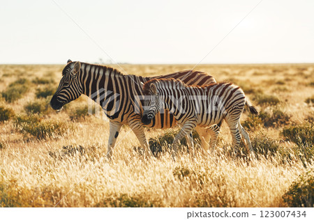 Zebras in the wildlife at daytime Zebras in the wildlife at daytime 123007434