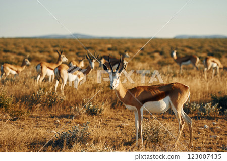 Many of the anthelopes is in the wildlife outdoors in Africa 123007435