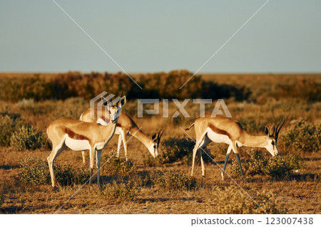 Many of the anthelopes is in the wildlife outdoors in Africa Many of the anthelopes is in the wildlife outdoors in Africa 123007438